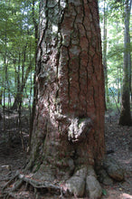 Load image into Gallery viewer, Loblolly Pine | The Jonsteen Company