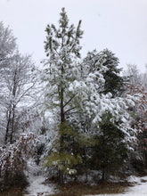 Load image into Gallery viewer, Loblolly Pine | The Jonsteen Company