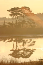 Load image into Gallery viewer, Loblolly Pine | The Jonsteen Company