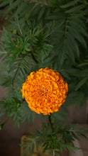 Load image into Gallery viewer, Marigold | The Jonsteen Company