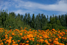 Load image into Gallery viewer, Marigold | The Jonsteen Company