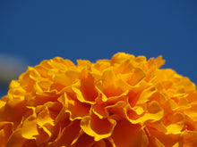 Load image into Gallery viewer, Marigold | The Jonsteen Company