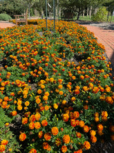 Load image into Gallery viewer, Marigold | The Jonsteen Company