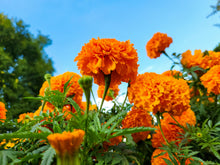Load image into Gallery viewer, Marigold | The Jonsteen Company