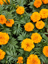 Load image into Gallery viewer, Marigold | The Jonsteen Company