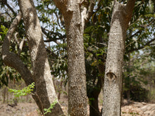 Load image into Gallery viewer, Drumstick Tree | Moringa oleifera | The Jonsteen Company