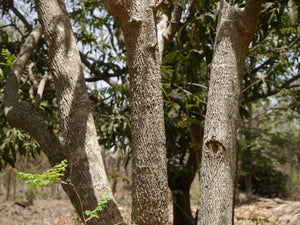 Drumstick Tree | Moringa oleifera | The Jonsteen Company