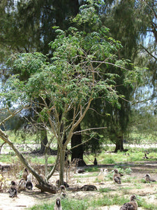 Drumstick Tree | Moringa oleifera | The Jonsteen Company