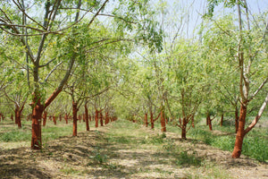 Drumstick Tree | Moringa oleifera | The Jonsteen Company