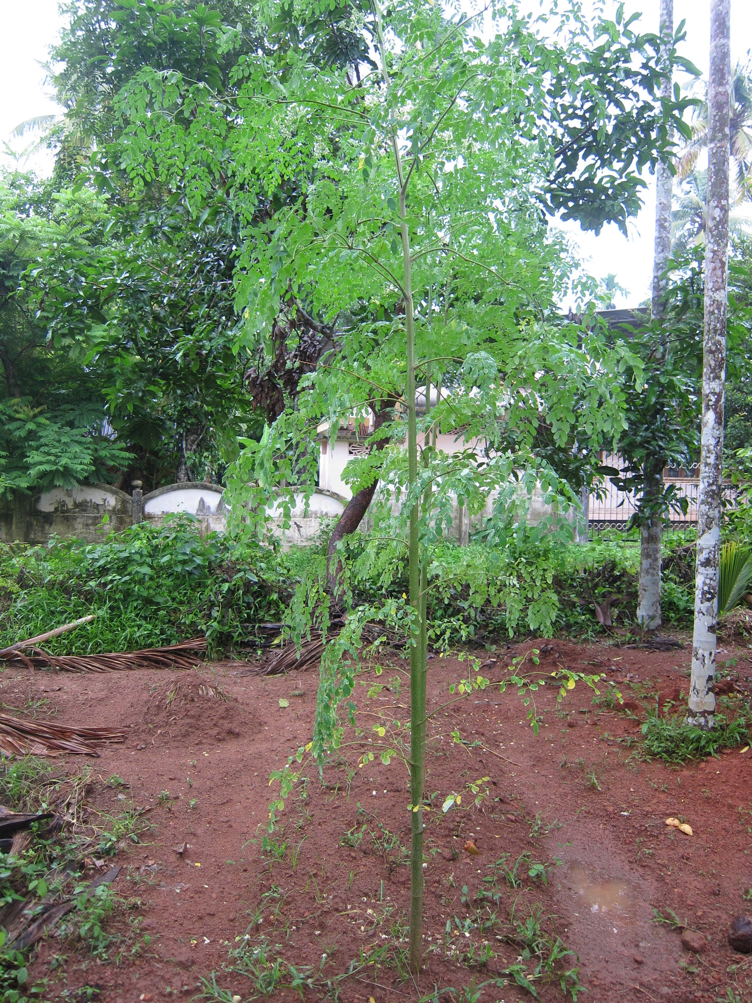 can we plant drumstick tree in house Drumstick Tree