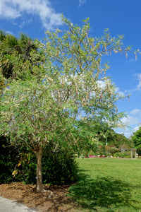 Drumstick Tree | Moringa oleifera | The Jonsteen Company