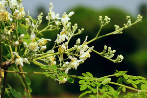 Drumstick Tree | Moringa oleifera | The Jonsteen Company