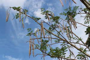 Drumstick Tree | Moringa oleifera | The Jonsteen Company