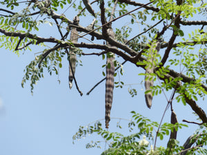 Drumstick Tree | Moringa oleifera | The Jonsteen Company