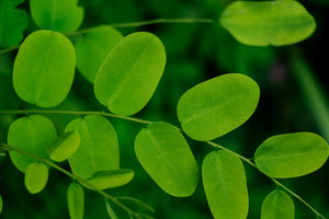 Drumstick Tree | Moringa oleifera | The Jonsteen Company