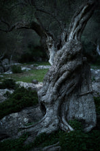 Load image into Gallery viewer, Olive Tree | The Jonsteen Company