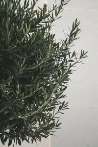 Olive Tree | The Jonsteen Company