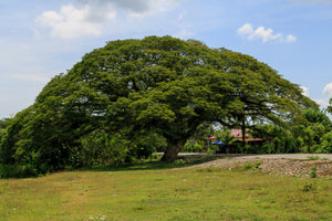 Rain Tree | The Jonsteen Company