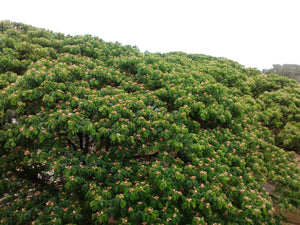 Rain Tree | Medium Tree Seedling