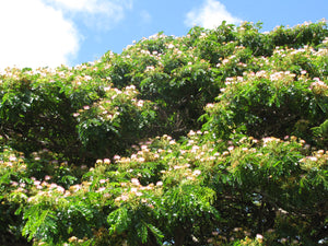 Rain Tree | Medium Tree Seedling