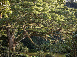 Rain Tree | Medium Tree Seedling