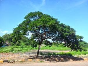 Rain Tree | Medium Tree Seedling