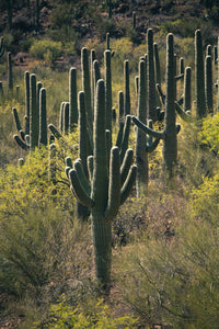 Saguaro Cactus | The Jonsteen Company