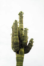 Load image into Gallery viewer, Saguaro Cactus | The Jonsteen Company