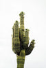 Saguaro Cactus | The Jonsteen Company