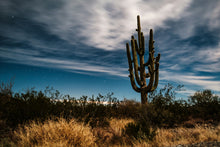 Load image into Gallery viewer, Saguaro Cactus | The Jonsteen Company