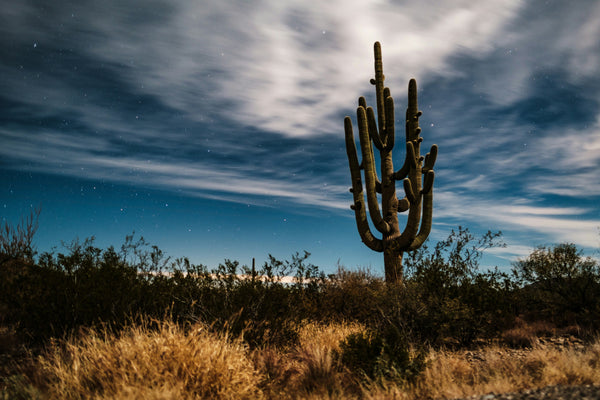 Saguaro Cactus | The Jonsteen Company