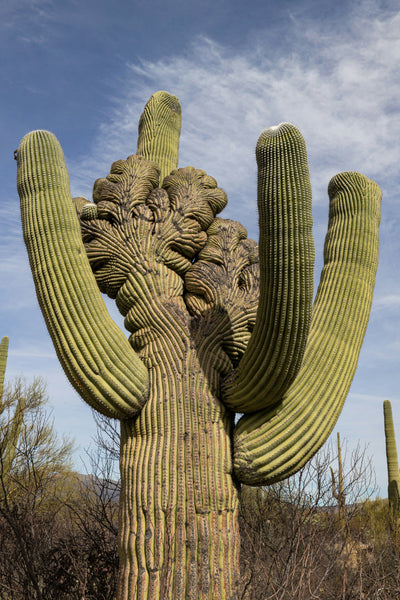 Saguaro Cactus | The Jonsteen Company