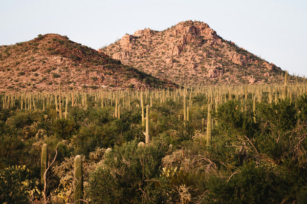 Saguaro Cactus | The Jonsteen Company