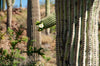 Saguaro Cactus | The Jonsteen Company