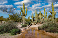 Load image into Gallery viewer, Saguaro Cactus | The Jonsteen Company