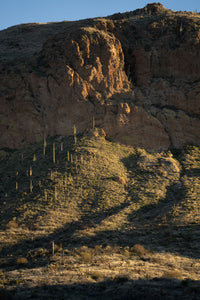 Saguaro Cactus | The Jonsteen Company