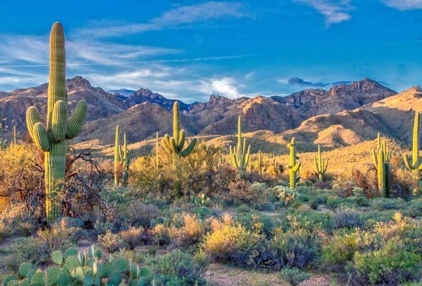 Saguaro Cactus | The Jonsteen Company