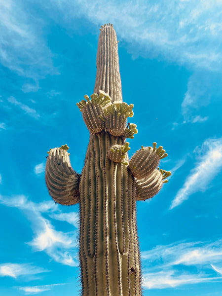 Saguaro Cactus | The Jonsteen Company