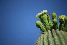 Load image into Gallery viewer, Saguaro Cactus | The Jonsteen Company