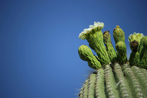 Saguaro Cactus | The Jonsteen Company