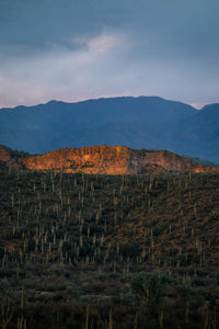 Saguaro Cactus | The Jonsteen Company