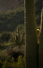 Load image into Gallery viewer, Saguaro Cactus | The Jonsteen Company