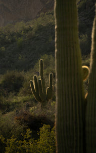 Saguaro Cactus | The Jonsteen Company