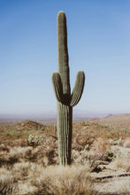 Load image into Gallery viewer, Saguaro Cactus | The Jonsteen Company