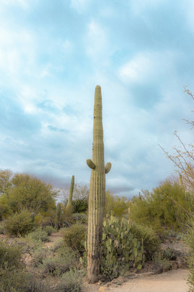 Saguaro Cactus | The Jonsteen Company