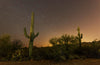 Saguaro Cactus | The Jonsteen Company