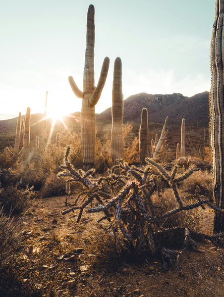 Saguaro Cactus | The Jonsteen Company