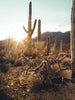 Saguaro Cactus | The Jonsteen Company