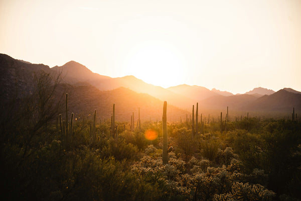 Saguaro Cactus | The Jonsteen Company