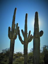 Load image into Gallery viewer, Saguaro Cactus | The Jonsteen Company